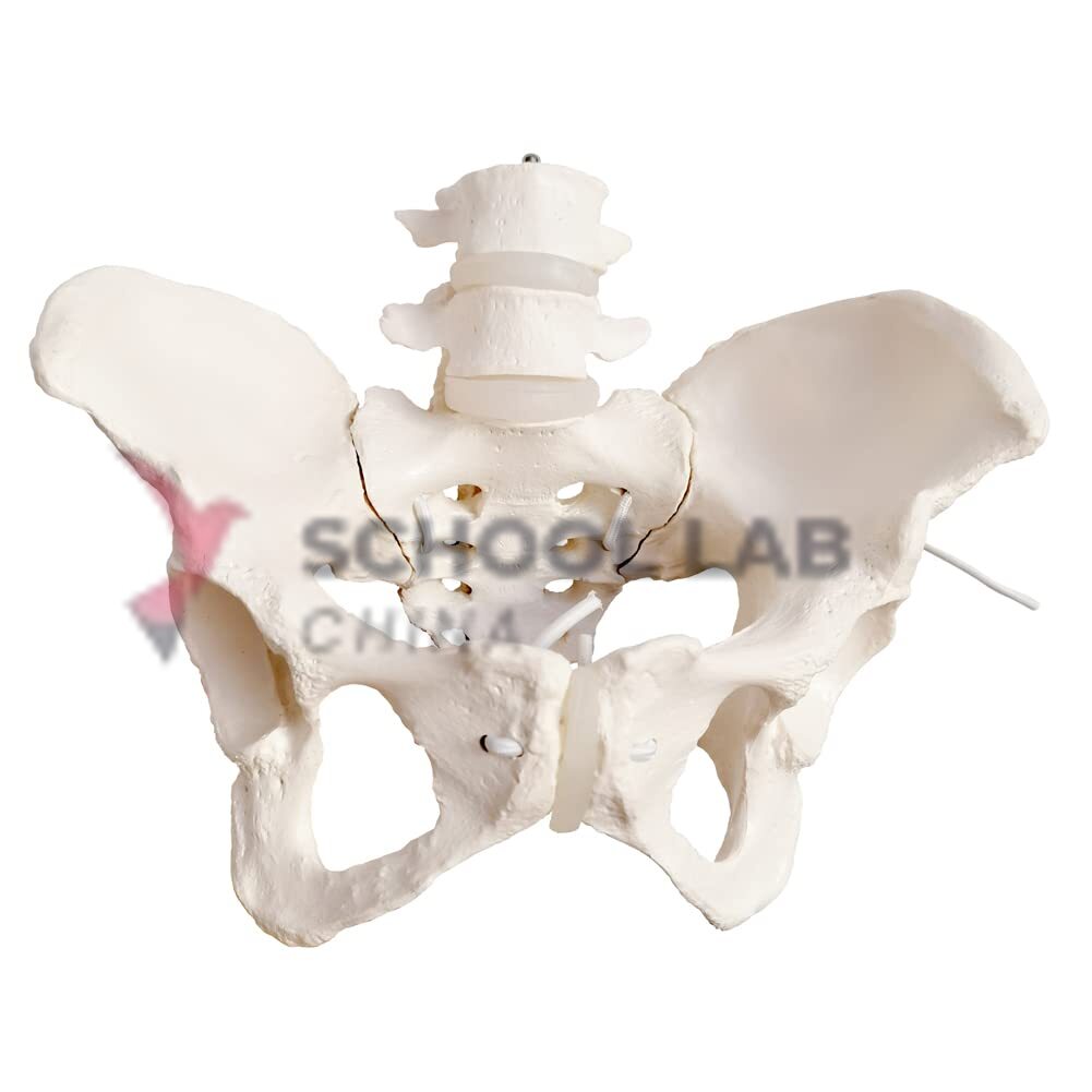 Female Pelvis Model